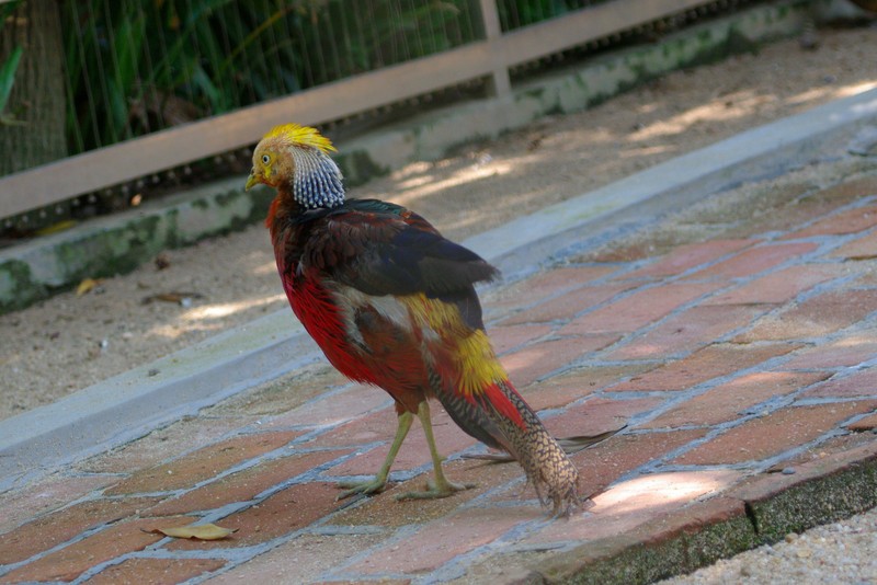 金田a5关于股东股份变动的公告