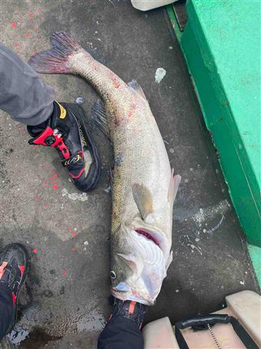 翻白眼死鱼又一条