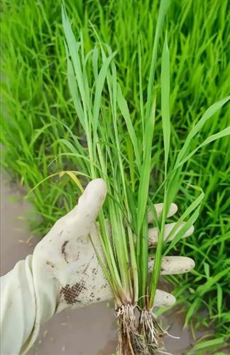 金的手法割韭菜连根拔起挺狠下周俺回来买点偷笑