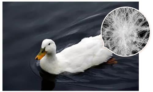 大家快来买每拔五只鸭子毛可以做一床羽绒被卖2000元纺织概念风口半年