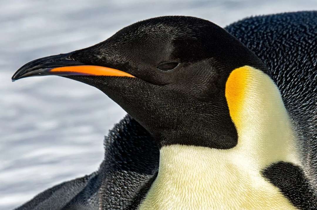 企鹅的皮毛结构近照,有这样的"羽绒服,它们可以在40c的环境中悠然