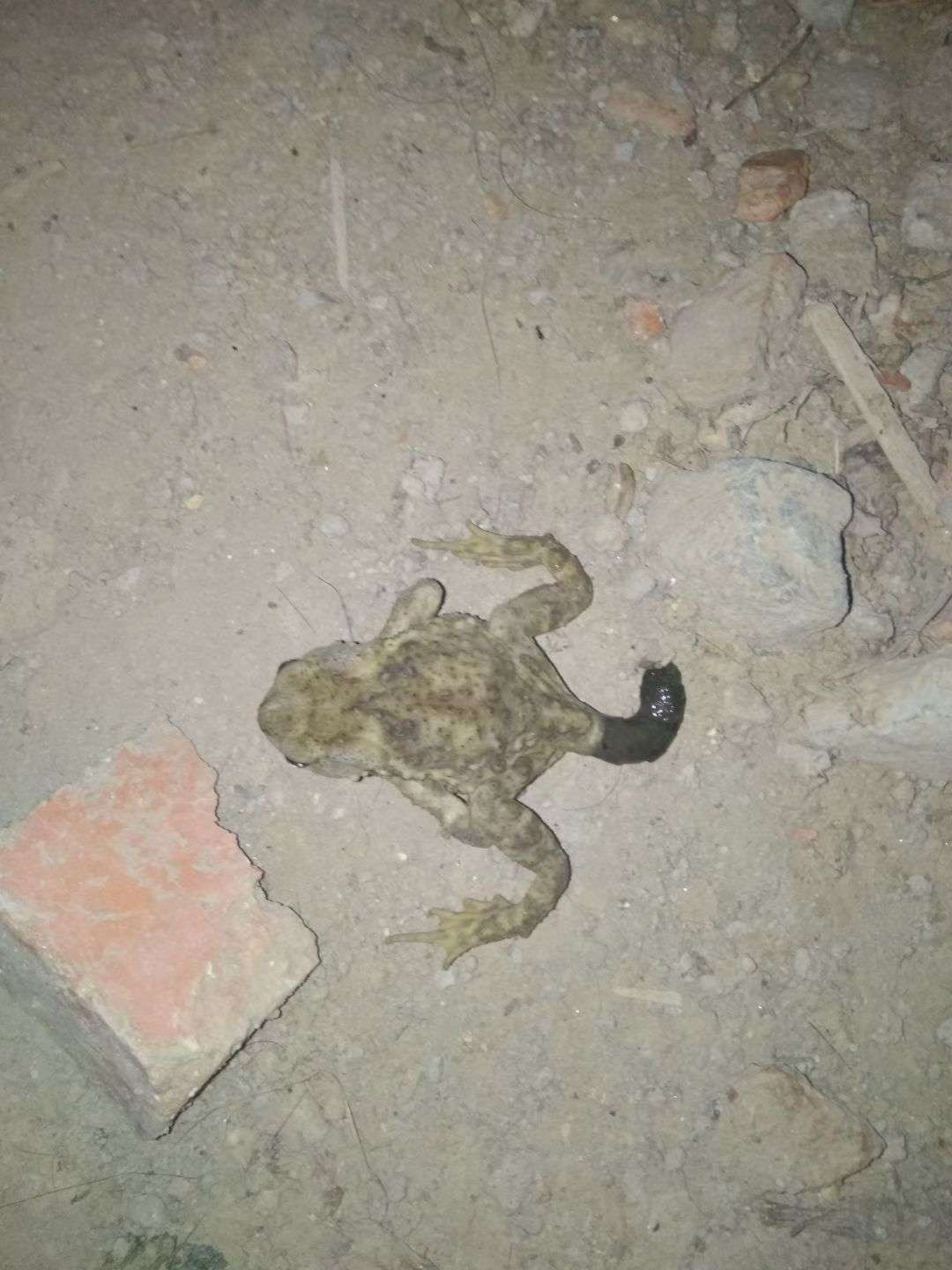 欧阳疯蛤蟆4.6叫人卖,4.8又叫卖,搞笑,哪来的股票!