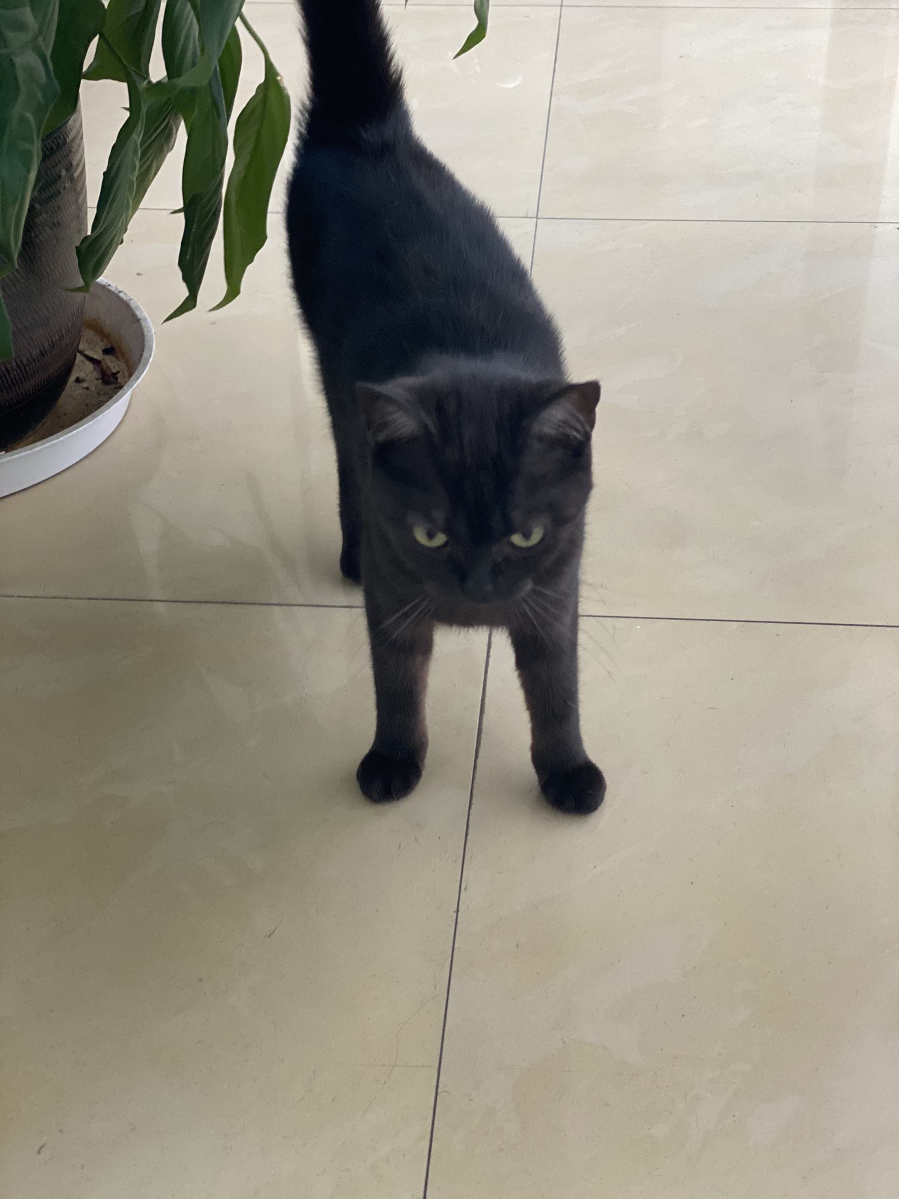 陕西黑猫(601015)股吧_东方财富网股吧