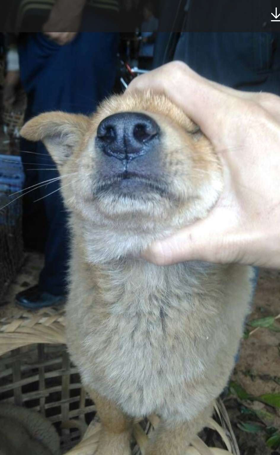 解满仓被熊猫哥拿捏得死死的,如图所示!