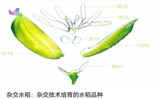 水稻花的主要结构图片