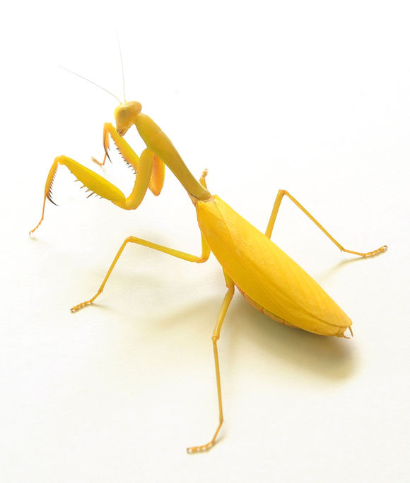 为什么看好螳螂,不为别的,那些基本面,技术面,我都不看_金螳螂(002081