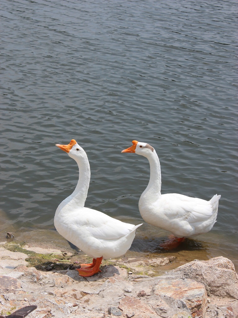 如果是涨,那为啥不说老鸭脖子?鸭脖子是向上