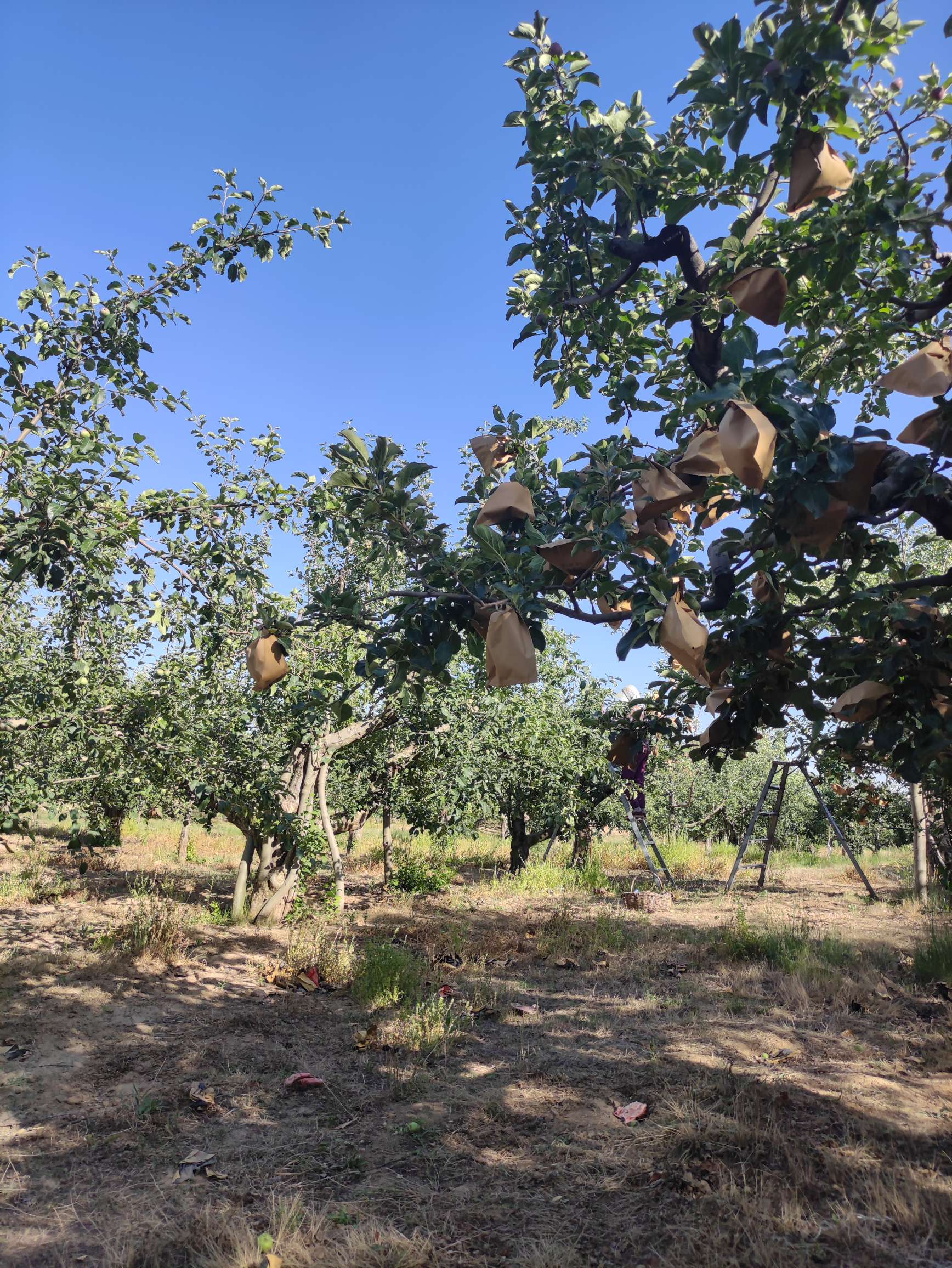 陕北洛川今年苹果产量稳定.套袋工价比较高,工人难找,套一个袋9.