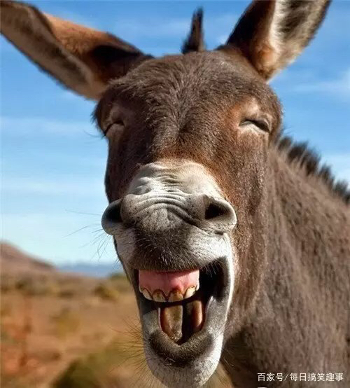 那个老朽木呢,请你继续嘚瑟啊.