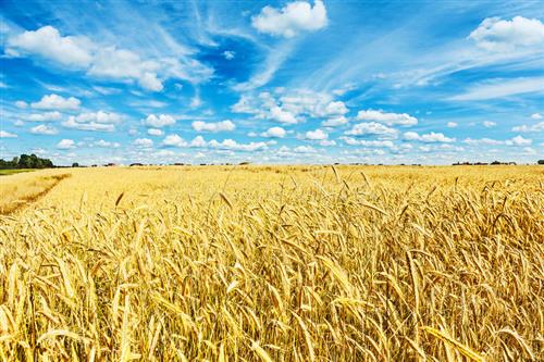 浙江共富绿田带头板到七一喜迎华诞有钱的捧个钱场没钱的捧个人场挂单