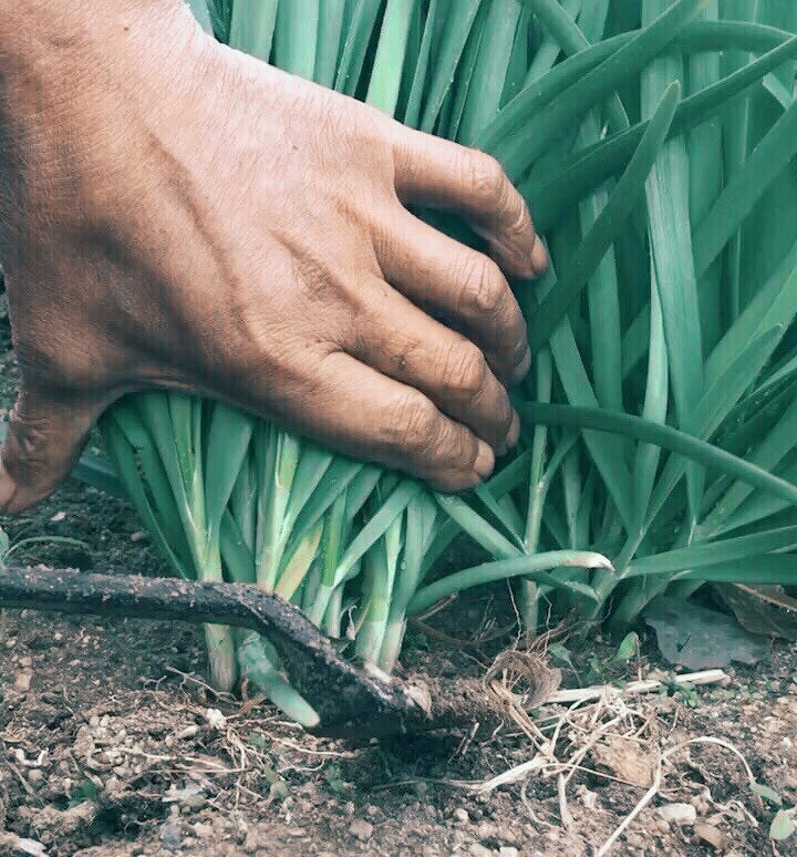 宝,我今天做菜了,什么菜,韭菜宝,我今天抄底了,什么底