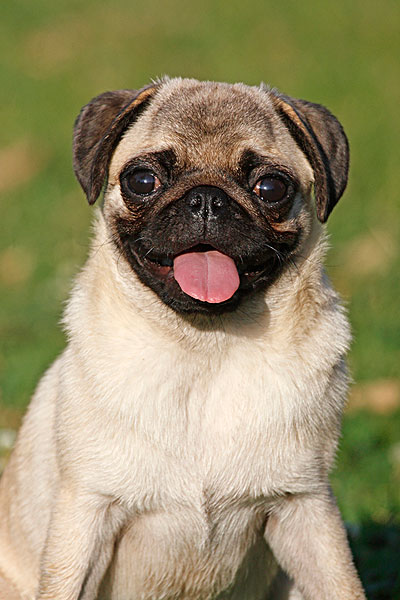 又来当好人了,感动中国人物之最佳人类之友,哈巴辛苦了[韭菜][韭菜]