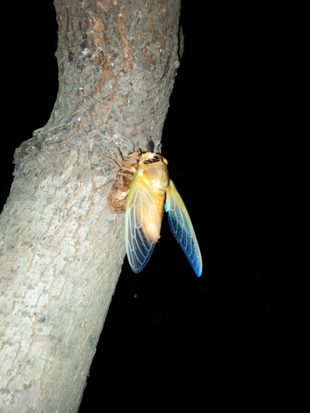 盛夏深夜,蝉鸣新生.
