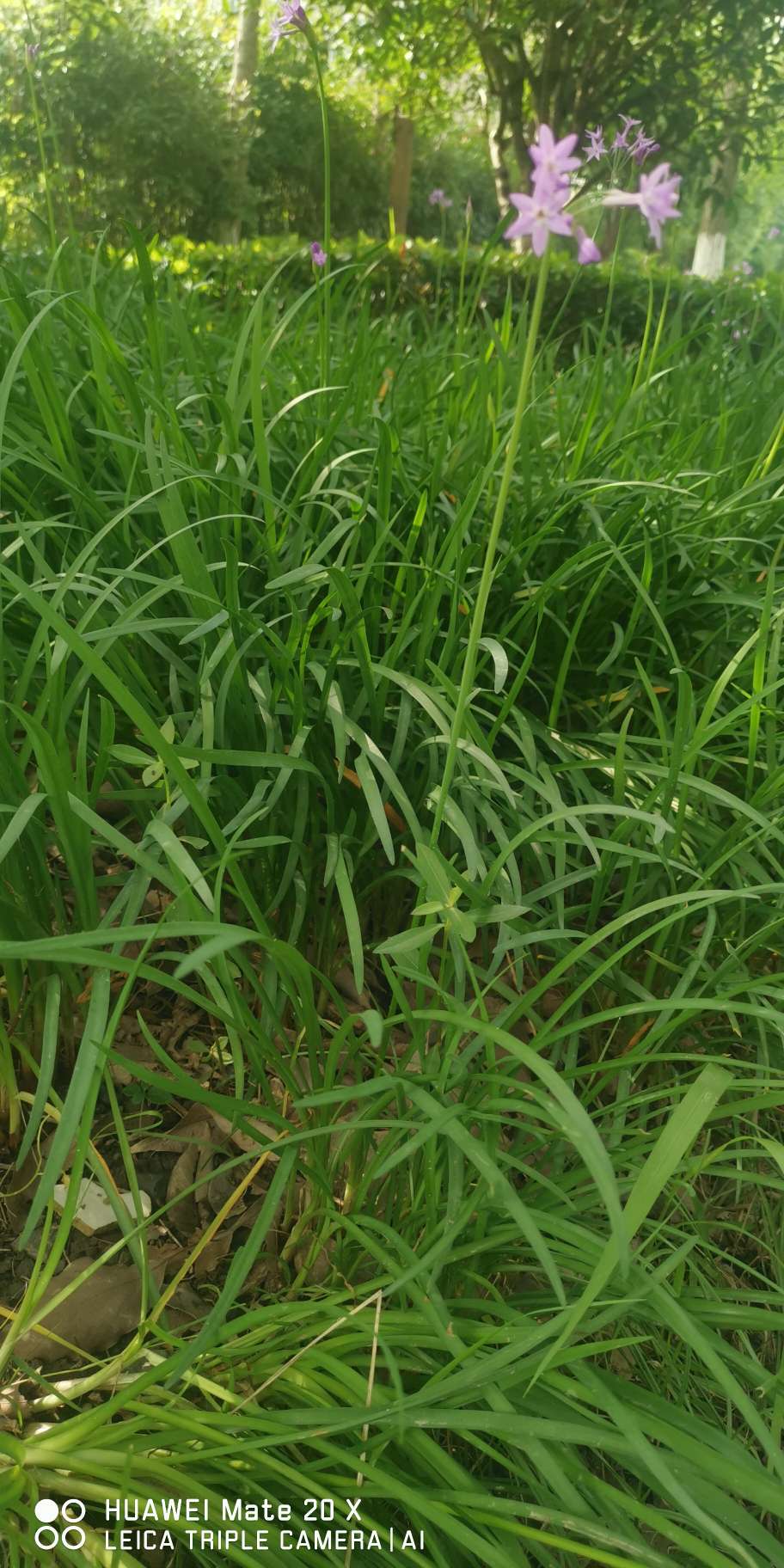 老韭菜居然开花了