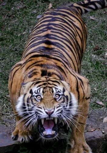 猛虎下山意思是指老虎饿了要下山找猎物吃糟糠现在的走势就如猛虎下山