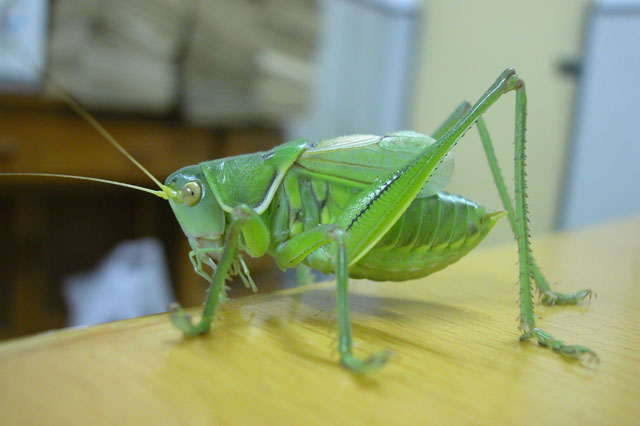 大蝈蝈苦肉计啦到6317以下补仓