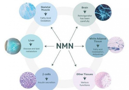 nmn对人体延缓衰老等一些列功效,但却也揭露出了作用效果不明显的弊端