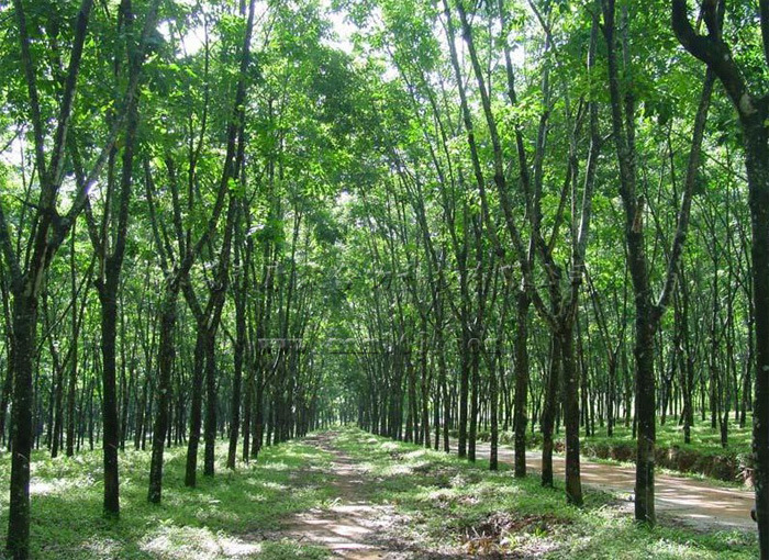 海南橡胶341万亩胶林搭上"碳汇交易"快车 :每亩碳汇收入超30元!