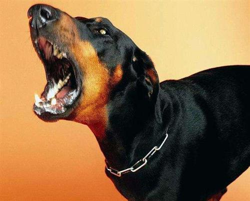 无敌小神兽那个天天狗肺无敌小神兽那个天天狗吠无敌小神兽那个天天狗