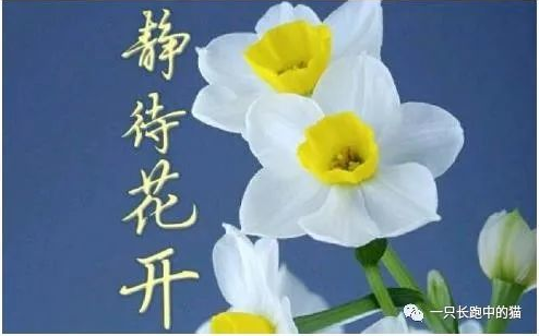 守得云开见月明静待花开终有时
