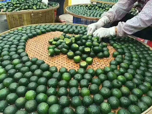 人性的弱点就是这样看到片仔癀大跌很多人就很高兴因为白药这两天没