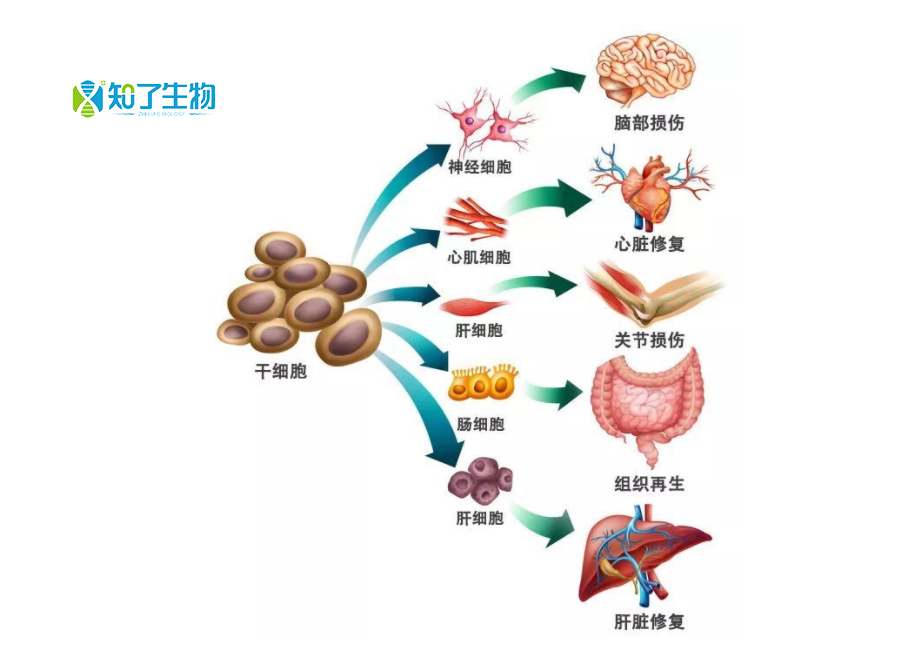 知了生物究竟什么是干细胞干细胞又该如何分类