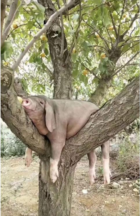 猪上树照片搞笑图片图片
