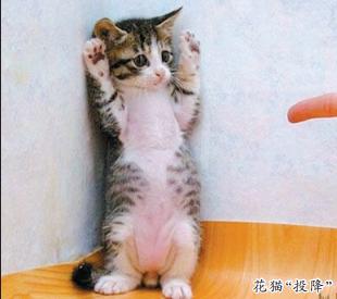 哇塞美锦能源今天走出一条恐怖的k线俗称吊颈线