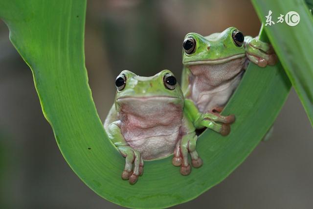癞蛤蟆搂青蛙长的丑玩的花