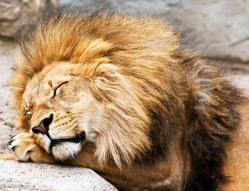 昨晚梦境中的猛兽，狮子朝我走来，我当时的感受与解读