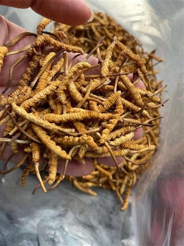 图一东阳光人工培植鲜草图二100西藏野生冬虫夏草图三东阳光人工培植