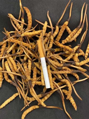图一东阳光人工培植鲜草图二100西藏野生冬虫夏草图三东阳光人工培植