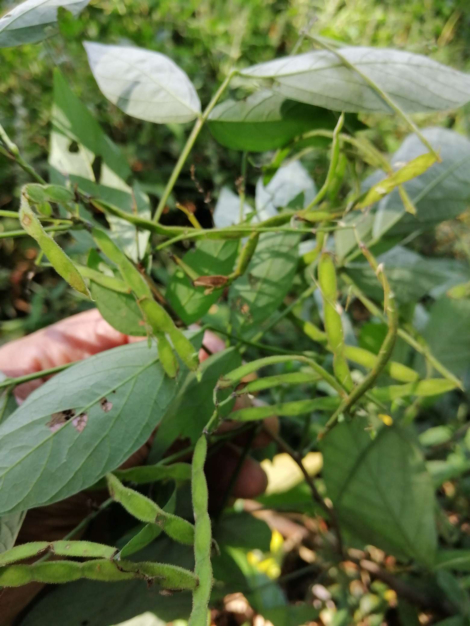 今天发现3棵野生毛豆,果实夹一点点大.