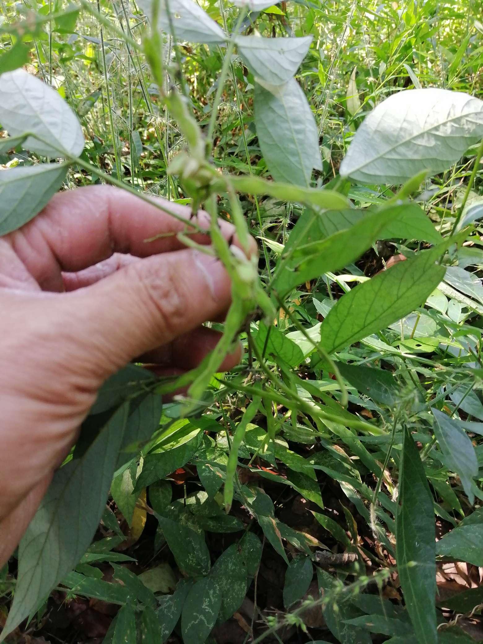 今天发现3棵野生毛豆,果实夹一点点大.