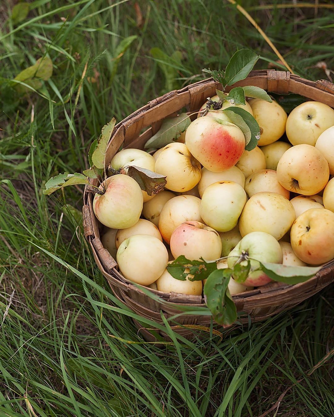秋天,是个收货理想和希望的季节.$深证成指(sz399001)$$创业板指(sz