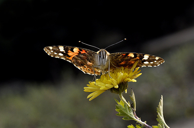 我的摄影《蛱蝶》————东方财富网博客