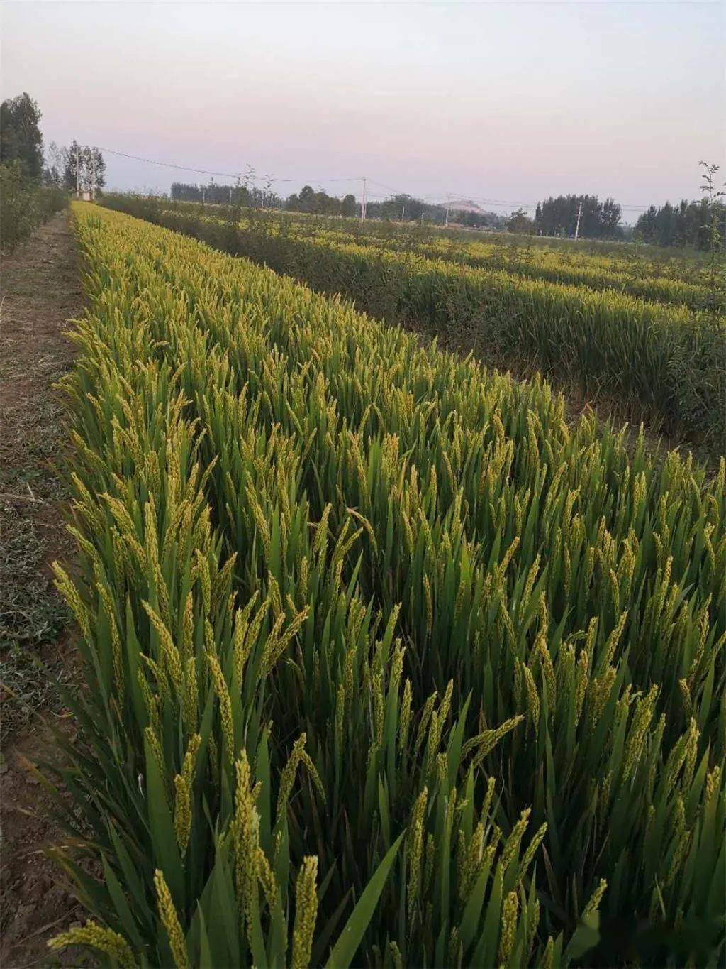 旱稻————东方财富网博客