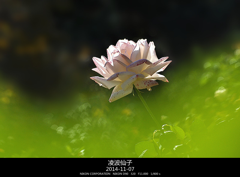 我的摄影《月季花——凌波仙子》————东方财富网博客