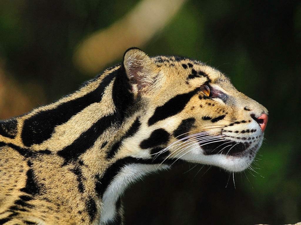 喜马拉雅山云豹