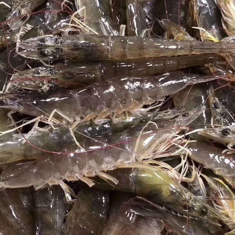 规模化的泰国养虾业