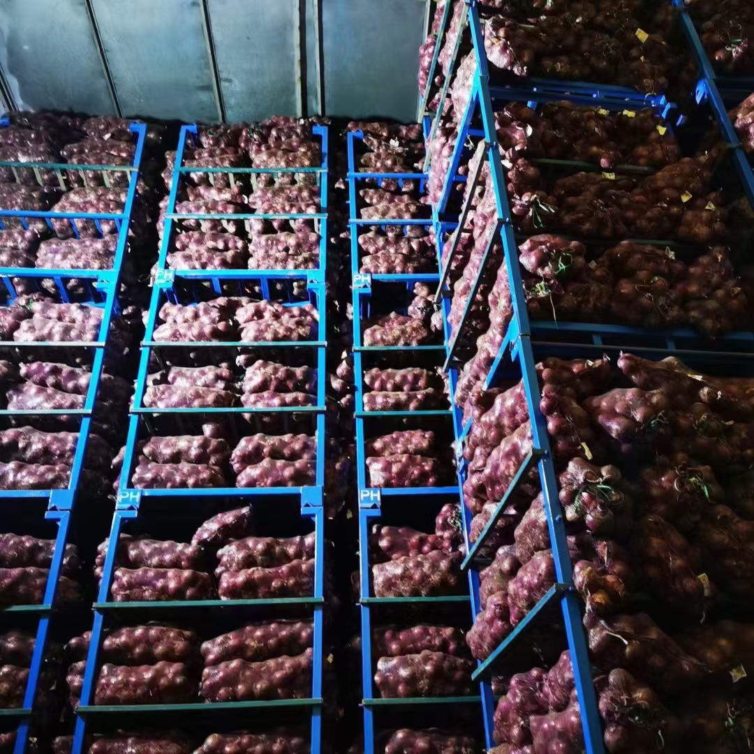 储洋葱大蒜通知金乡县红皮洋葱5月25号大量上市6月5