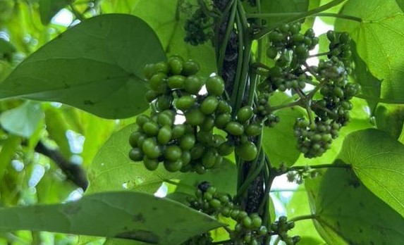 为什么说九安医疗的美国厂址会选择在适宜千金藤生长地?