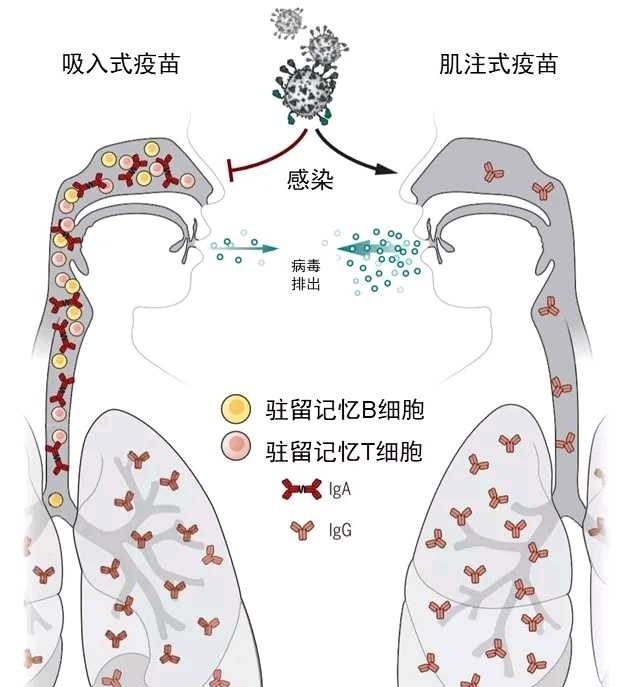 2022-06-15 12:34:30作者更新了以下内容作为新冠病毒攻击的唯一破口