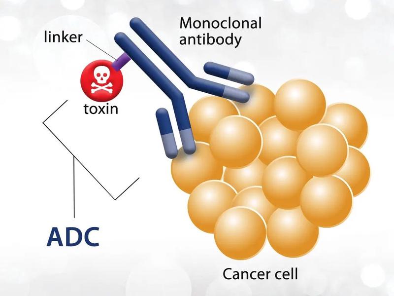 adc临床效果显著超越化疗疗法拓宽加深靶向疗法应用范围近年来多款adc