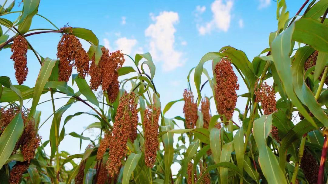 郎酒红米粱种植示范村代表齐聚品质提升与产业扶贫齐头并进