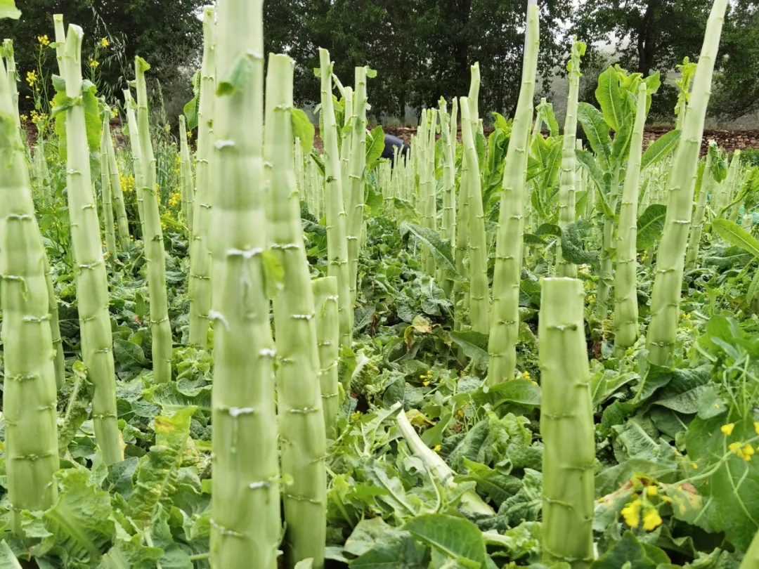 莴笋长在地里的图片图片