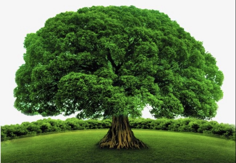 长成参天大树以后,遥远的地方,人们就能看到你;走近你,你能给人一片绿