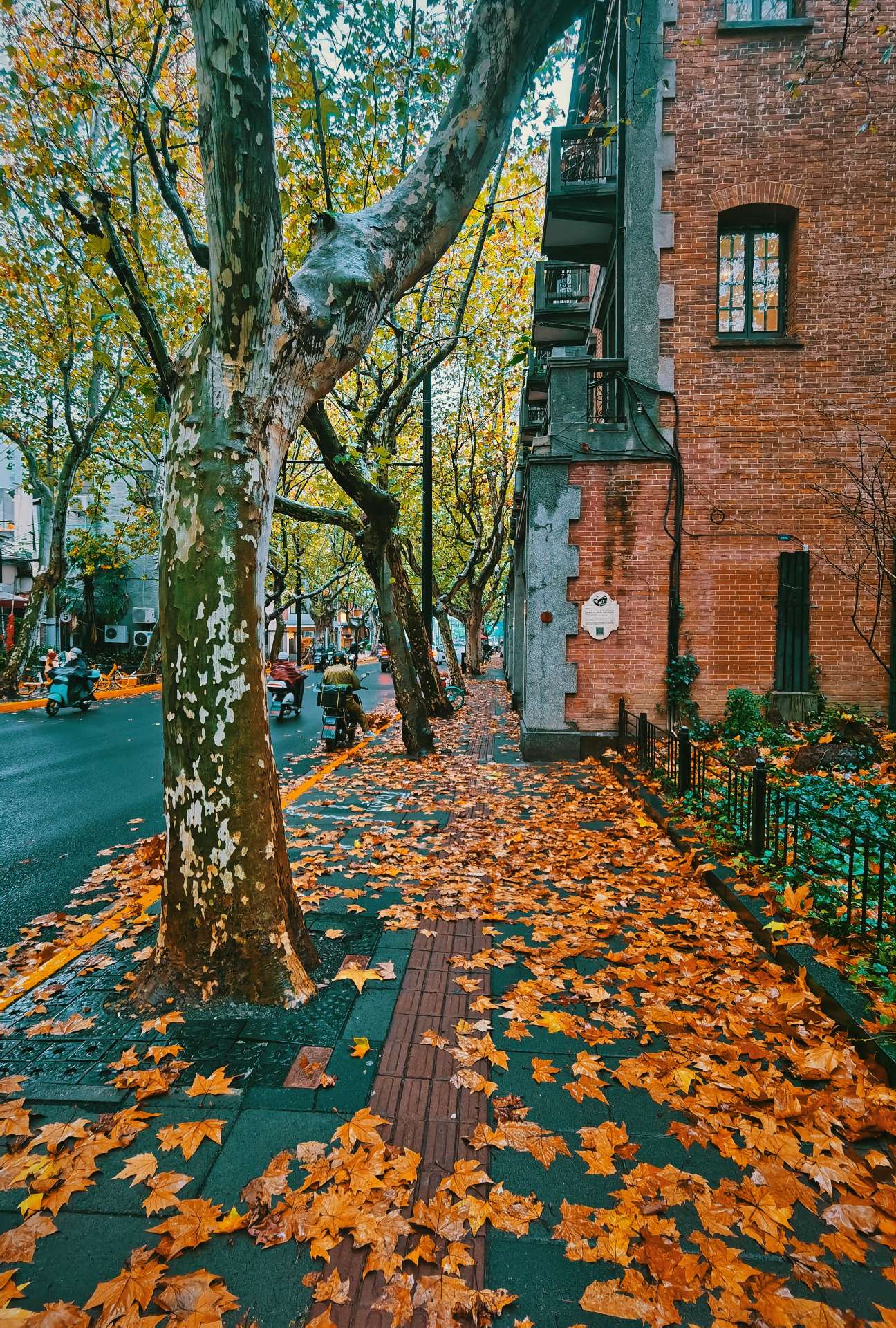 上海的深秋初冬真是醉美醉美的红叶红房子红色电话亭好似造物主的调色