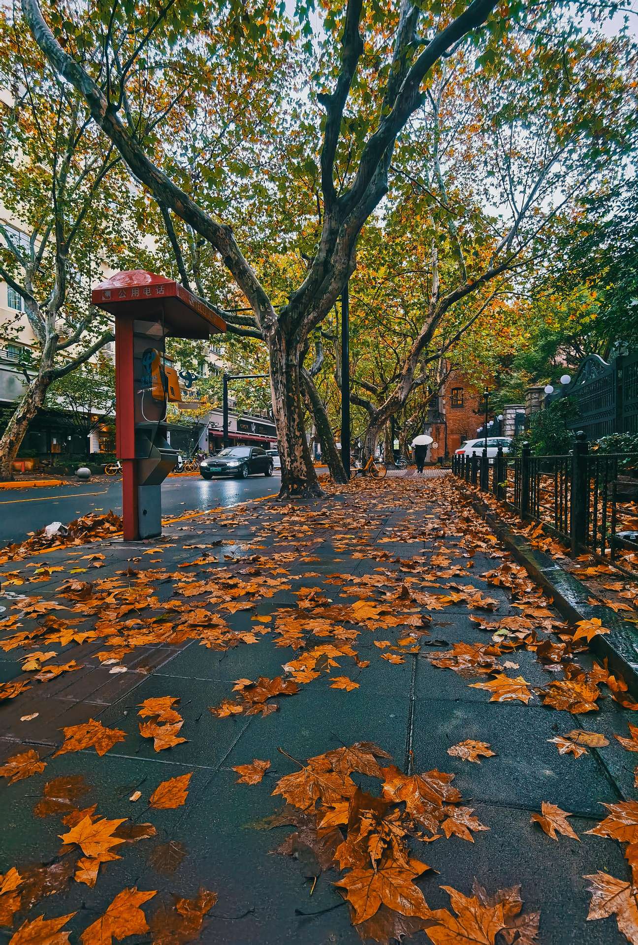 上海的深秋初冬真是醉美醉美的红叶红房子红色电话亭好似造物主的调色