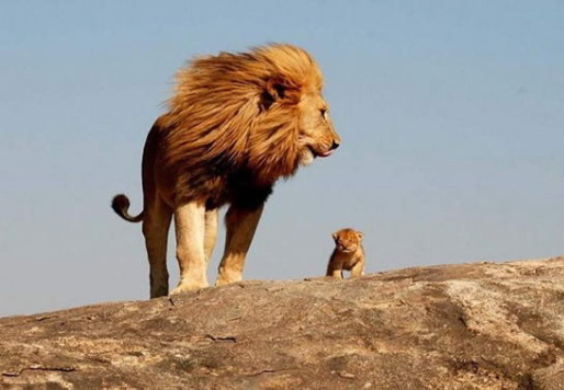 母狮站在小狮子后面图片